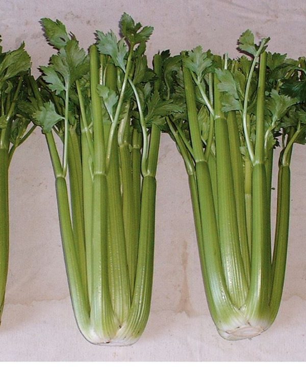 Conquistador - Celery Seed