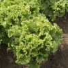 Green Star - Lettuce Seed
