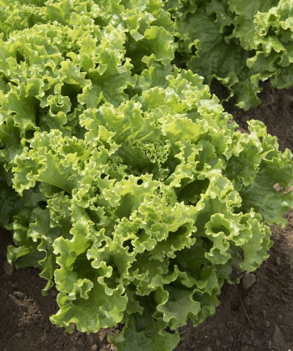 Green Star - Lettuce Seed