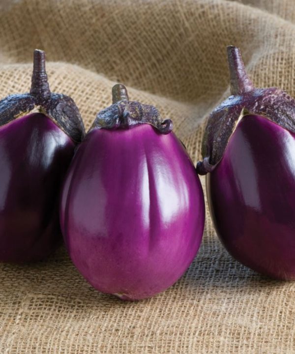 Beatrice - (F1) Eggplant Seed