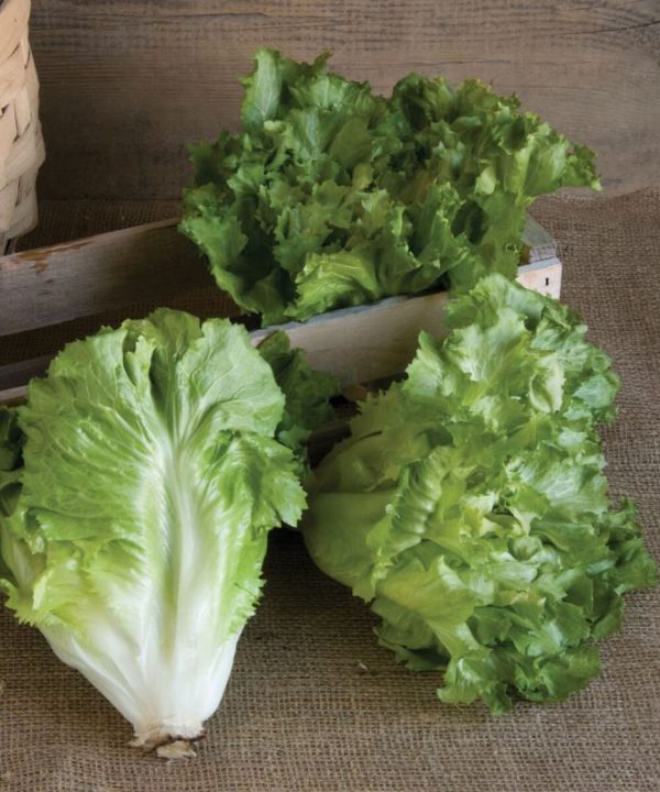 Natacha - Escarole Seed