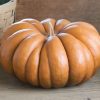 Musquee de Provence Heirloom Pumpkin Seeds