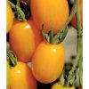 Golden Sweet - (F1) Tomato Seed