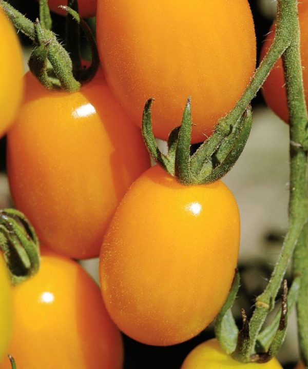 Golden Sweet - (F1) Tomato Seed