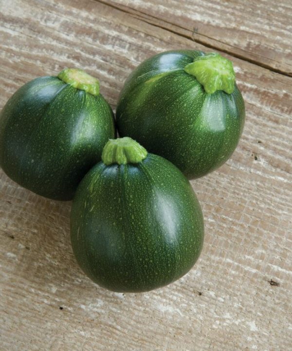 Eight Ball - (F1) Squash Seed