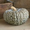Marina Di Chioggia - Pumpkin Seed