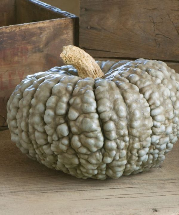 Marina Di Chioggia - Pumpkin Seed