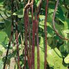 Red Noodle - Bean Seed