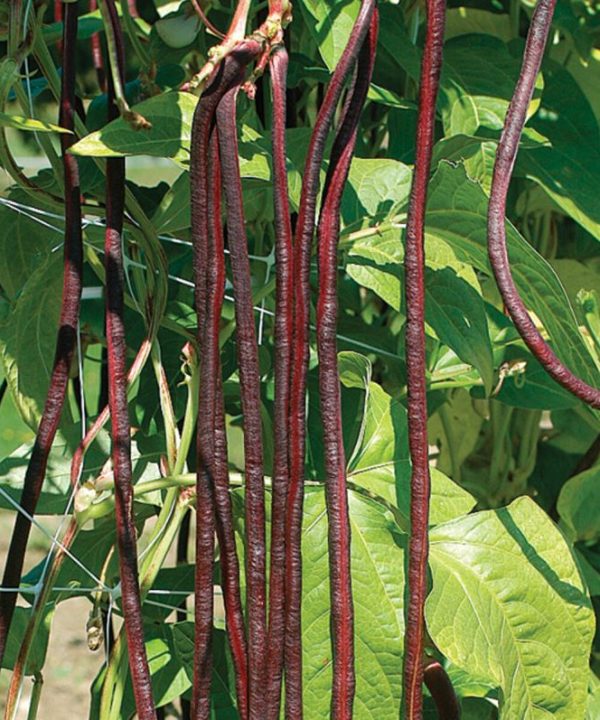 Red Noodle - Bean Seed