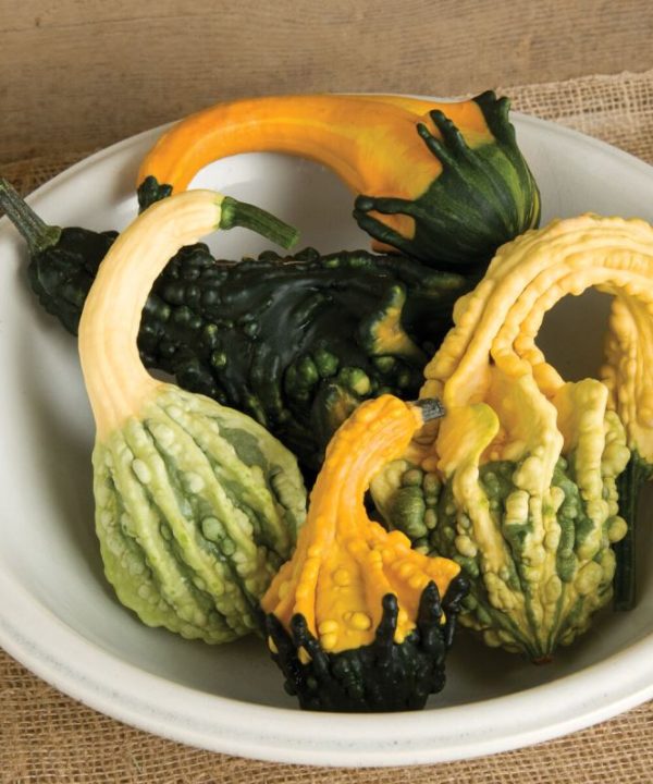 Autumn Wings Blend - Gourd Seed