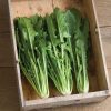 Clio - (F1) Italian Dandelion Seed