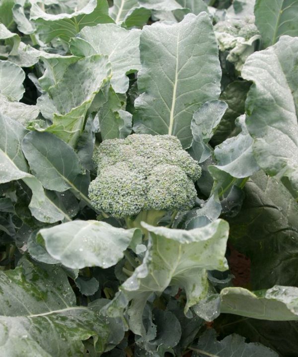 Amadeus - (F1) Broccoli Seed