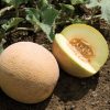 San Juan - (F1) Melon Seed