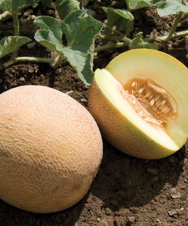 San Juan - (F1) Melon Seed