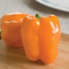 Gourmet - (F1) Bell Pepper Seed