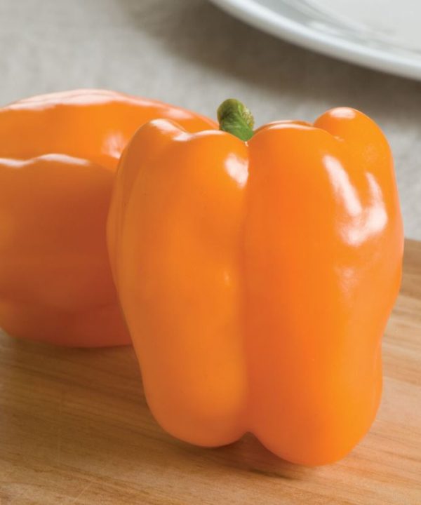 Gourmet - (F1) Bell Pepper Seed