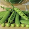 Premium - Pea Seed