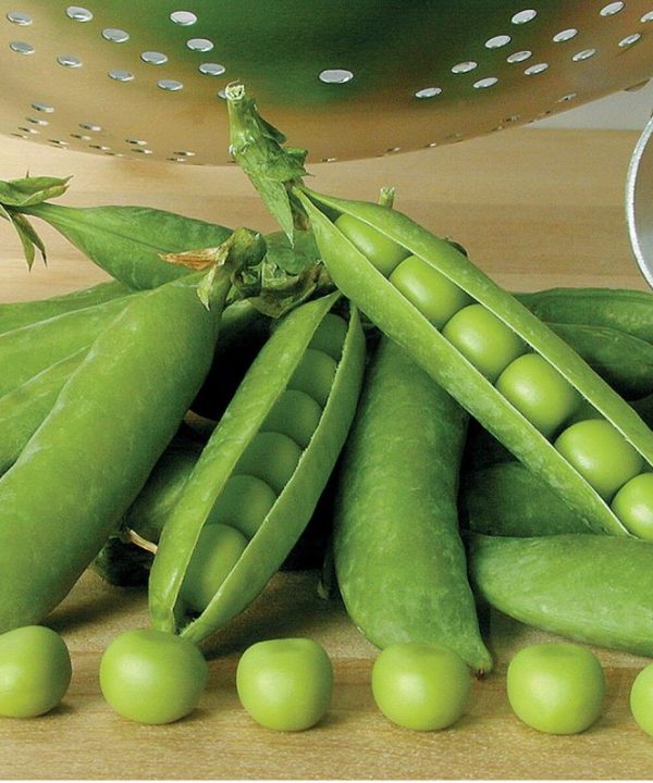 Premium - Treated Pea Seed