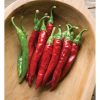 Red Rocket - Organic Cayenne Pepper Seed