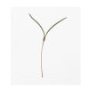 Saltwort - Microgreen Seed