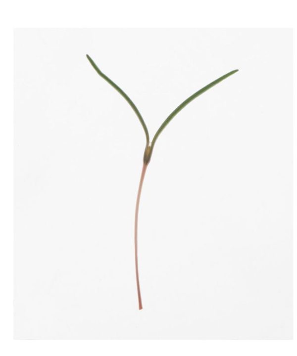 Saltwort - Microgreen Seed