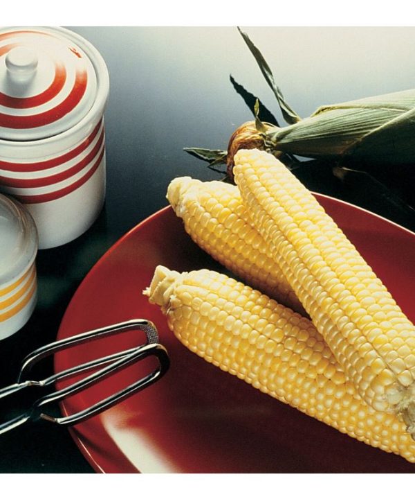 Sugar Buns - Treated (F1) Corn Seed