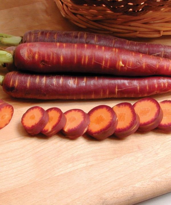 Purple Haze - (F1) Carrot Seed