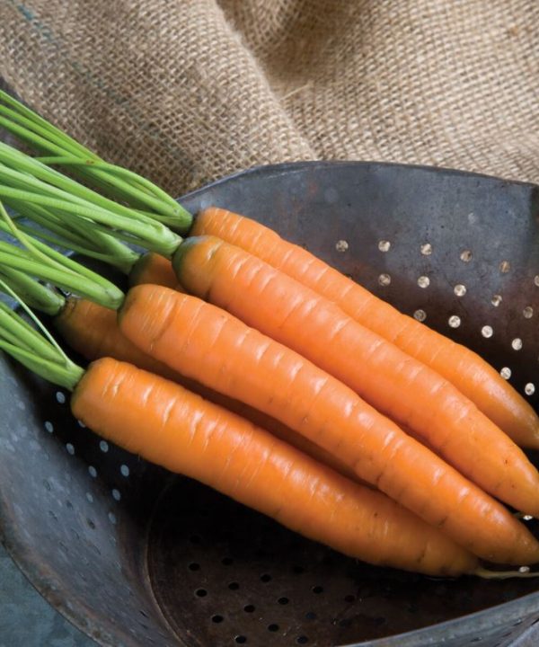 Yaya - Organic (F1) Carrot Seed