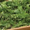 Ovation Greens Mix - Organic Seeds