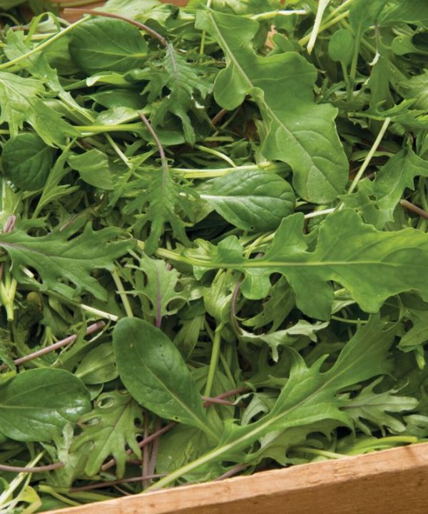 Ovation Greens Mix - Organic Seeds