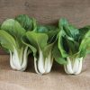 Win-Win Choi - (F1) Bok Choy Seeds