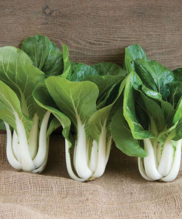Win-Win Choi - (F1) Bok Choy Seeds