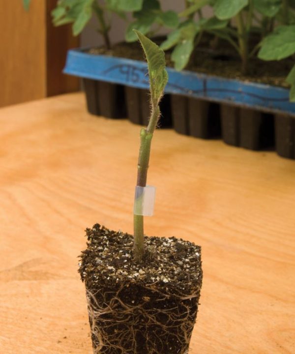 Maxifort - (F1) Tomato Seed