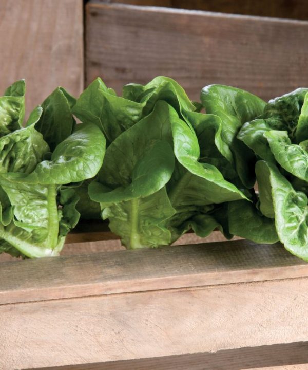 Bambi - Lettuce Seed