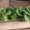Bambi - Lettuce Seed