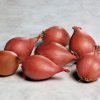 Conservor - (F1) Shallot Seed