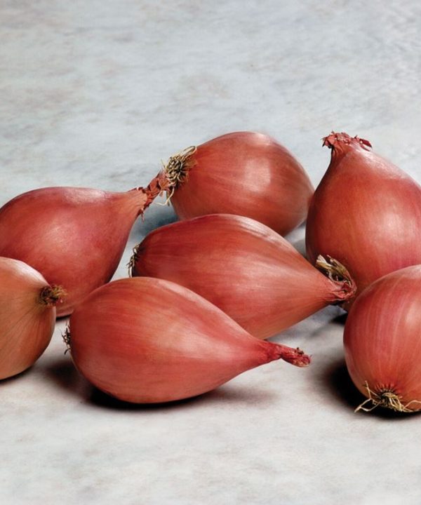 Conservor - (F1) Shallot Seed