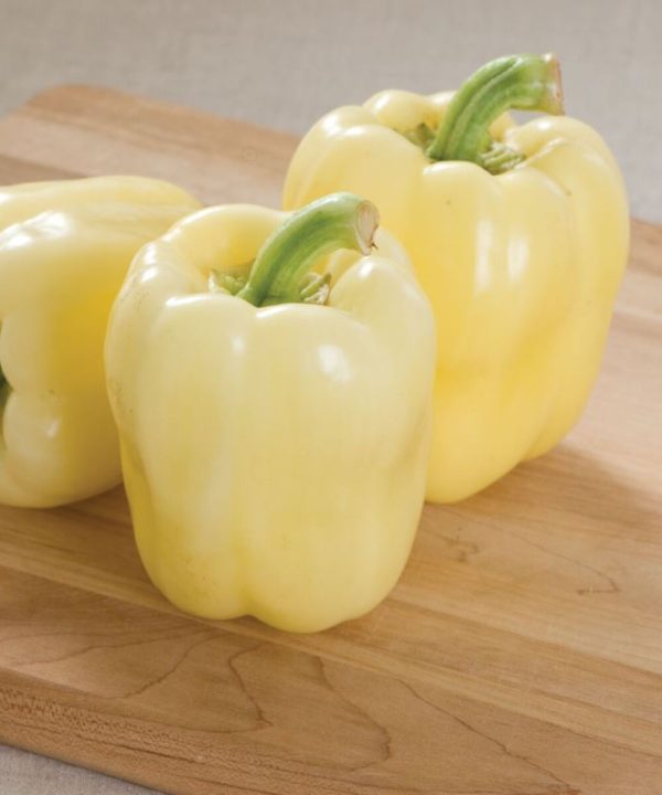 Bianca - (F1) Bell Pepper Seed