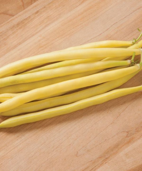 Carson - Bean Seed