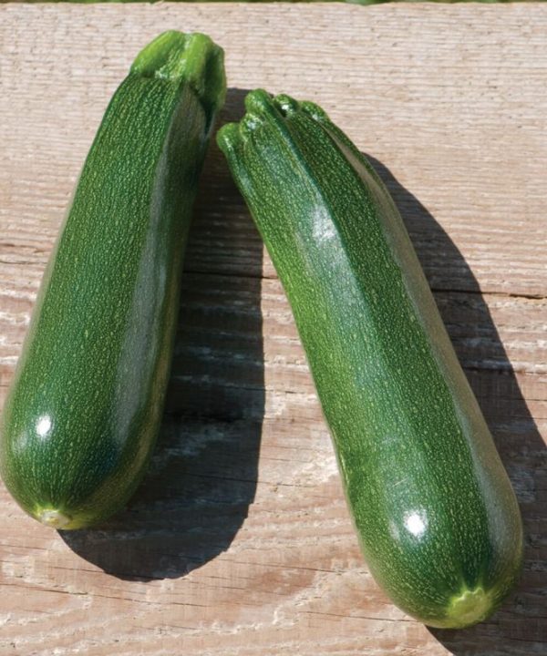Partenon - Organic Zucchini Seeds