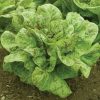 Flashy Trout Back - Organic Lettuce Seed