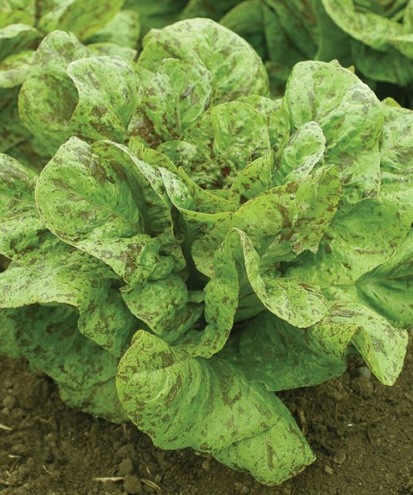 Flashy Trout Back - Organic Lettuce Seed