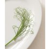 Feisty - Pea Seed