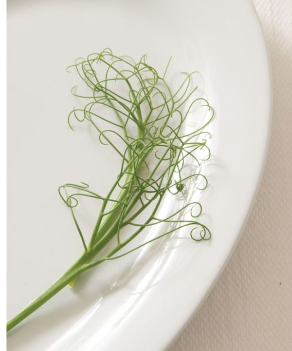 Feisty - Pea Seed