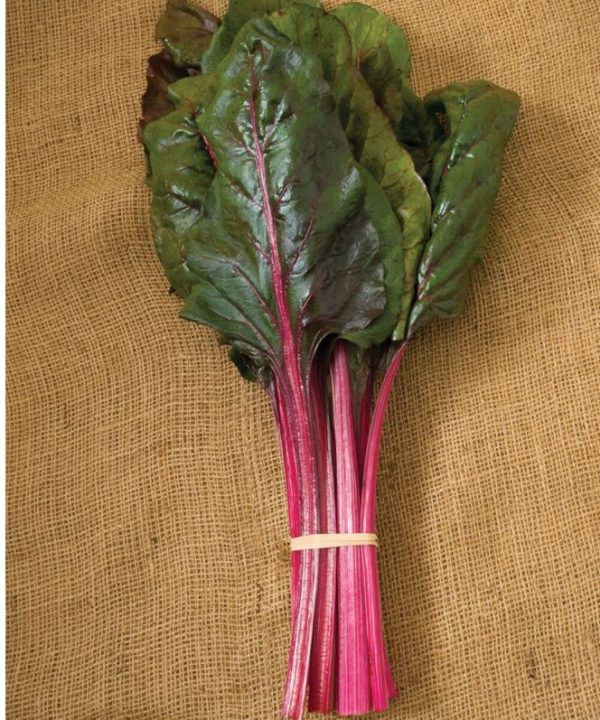 Magenta Sunset - Swiss Chard Seed