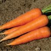Hercules - (F1) Carrot Seed