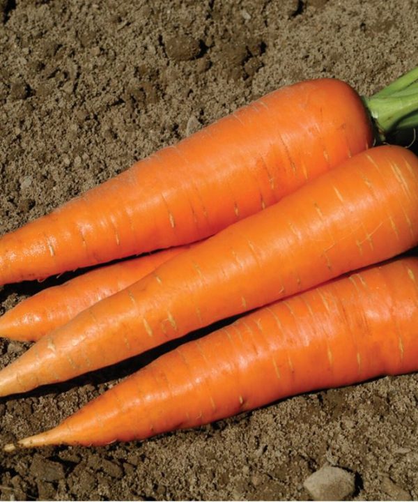Hercules - (F1) Carrot Seed