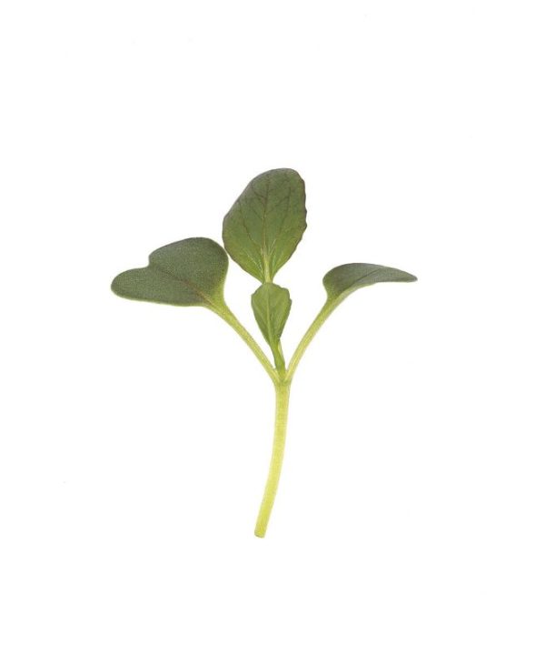 Pac Choi, Red Choi - (F1) Microgreen Seed