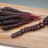 Deep Purple - (F1) Carrot Seed