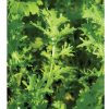 Golden Frills - Mustard Green Seed